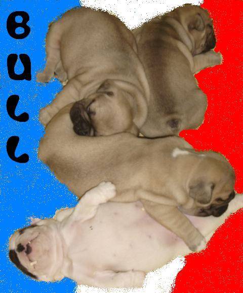 bb bull de sabres. - Bouledogue francais - Bouledogue Français