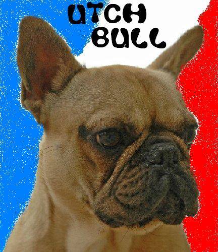 UTCH BULL DE SABRES - BOULEDOGUE FRANCAIS - Bouledogue Français