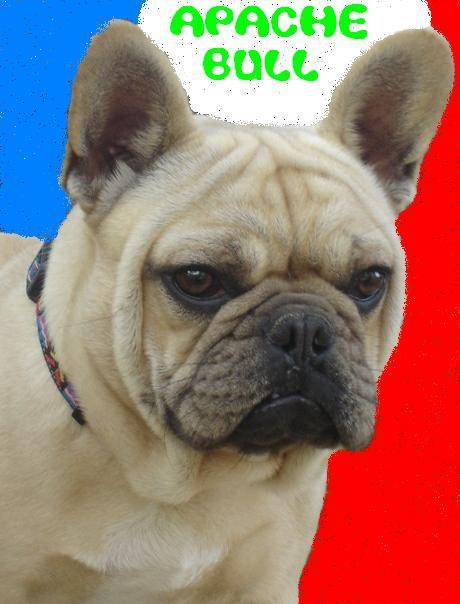 APACHE BULL DE SABRES - BOULEDOGUE FRANCAIS - Bouledogue Français