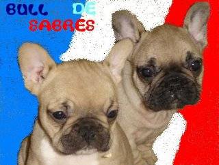 bb bull de sabres.- BOULEDOGUE FRANCAIS - Bouledogue Français