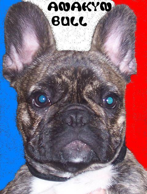 ANAKYN BULL DE SABRES - BOULEDOGUE FRANCAIS - Bouledogue Français