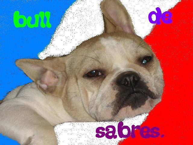 AMOUR BULL DE SABRES - BOULEDOGUE FRANCAIS - Bouledogue Français