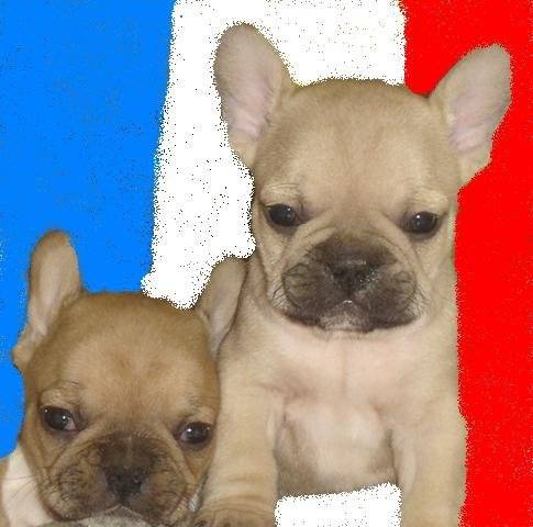 BELOOGA BULL DE SABRES - bouledogue francais - Bouledogue Français