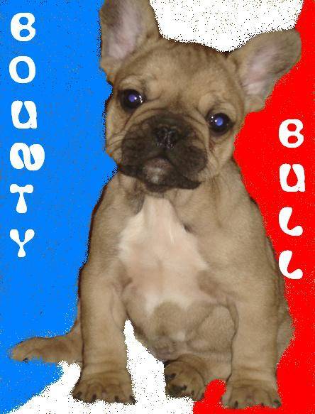 BOUNTY BULL DE SABRES - bouledogue francais - Bouledogue Français