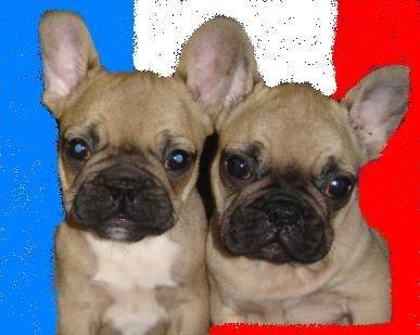 bb bull de sabres.- BOULEDOGUE FRANCAIS - Bouledogue Français