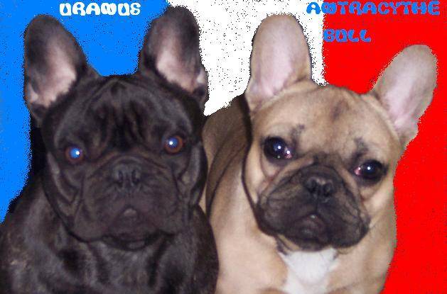 antracythe bull de sabres et uranus - bouledogue francais - Bouledogue Français