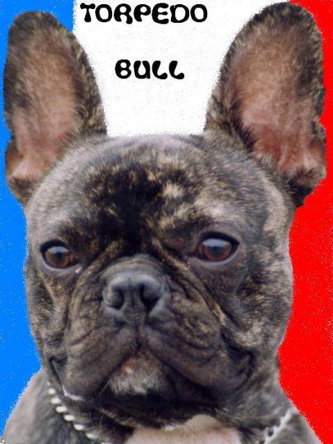 TORPEDO BULL DE SABRES - bouledogue francais - Bouledogue Français