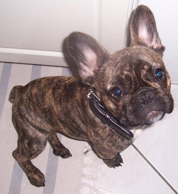 BOULEDOGUE FRANCAIS, ANAKYN BULL DE SABRES - Bouledogue Français