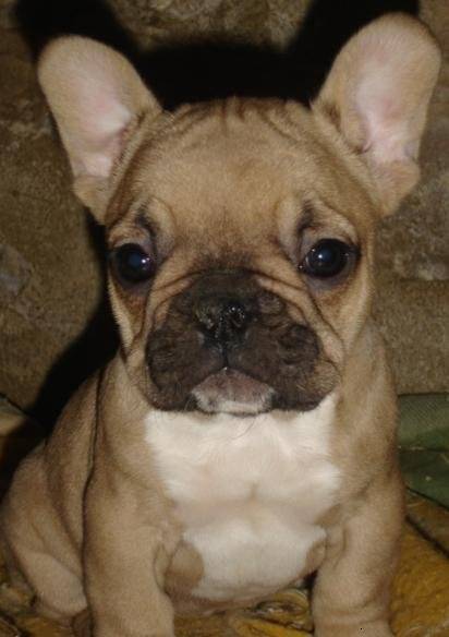 besley bull de sabres - bouledogue francais - Bouledogue Français