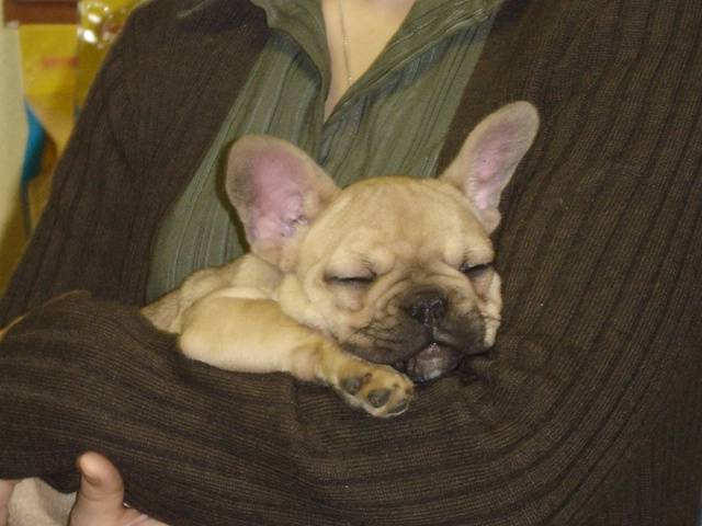 BOUNTY BULL DE SABRES - bouledogue francais - Bouledogue Français