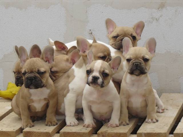 bb bull de sabres.- BOULEDOGUE FRANCAIS - Bouledogue Français