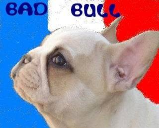 bad bull de sabres- bouledogue francais - Bouledogue Français