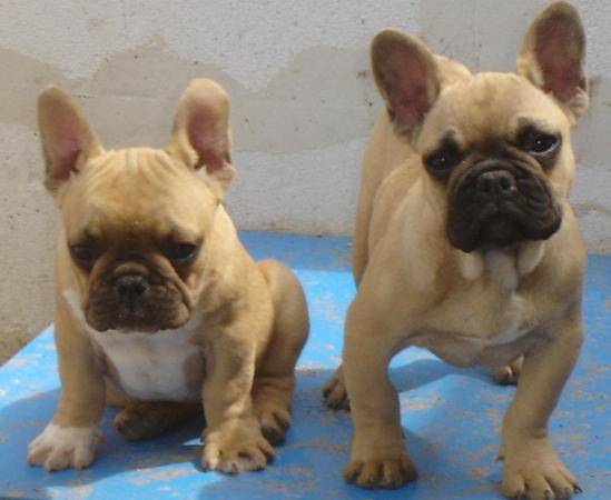 BESLEY et BAMBOU BULL DE SABRES - BOULEDOGUE FRANCAIS - Bouledogue Français