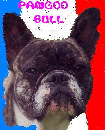 PANGOO BULL DE SABRES - bouledogue francais - Bouledogue Français