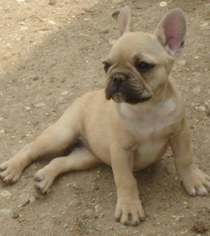 BOOTHYA BULL DE SABRES - bouledogue francais - Bouledogue Français