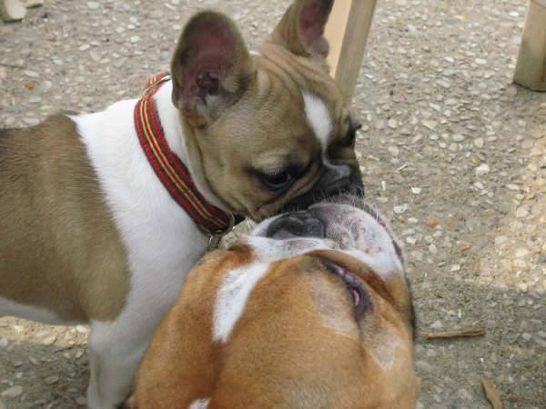 BENTLEY BULL DE SABRES - bouledogue francais - Bouledogue Français
