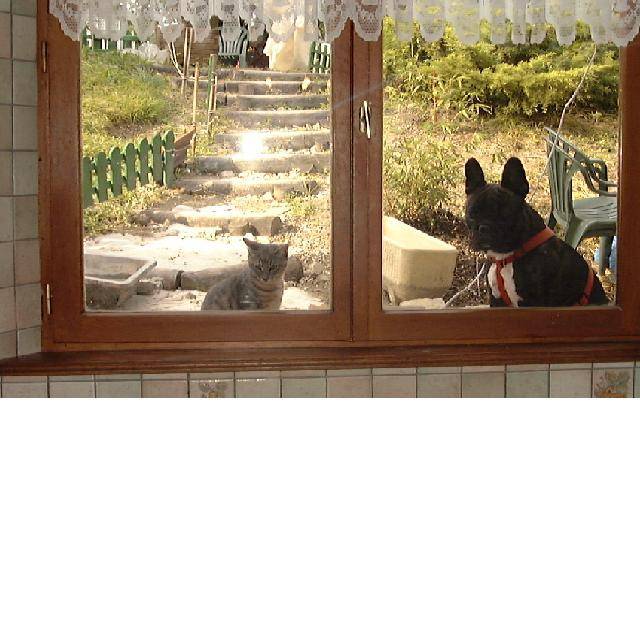Chat Kiki et Ulysse Bouledogue Français - Bouledogue Français