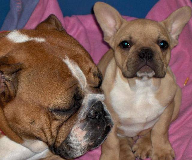 BOOMER BULL DE SABRES - bouledogue francais - Bouledogue Français