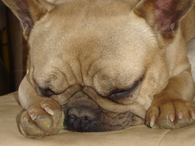 RIC RAC - bouledogue francais - Bouledogue Français