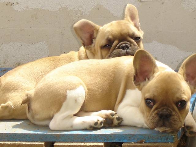 besley bull de sabres - bouledogue francais - Bouledogue Français