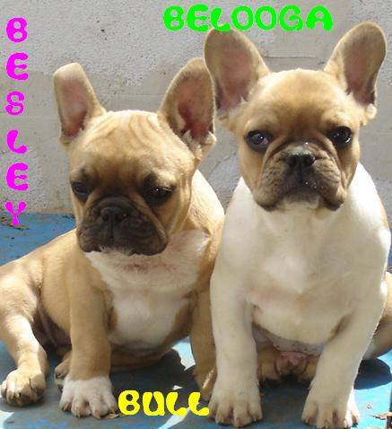 besley bull de sabres - bouledogue francais - Bouledogue Français