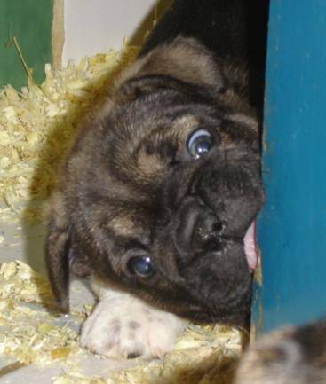 bloozer bull de sabres - bouledogue francais - Bouledogue Français