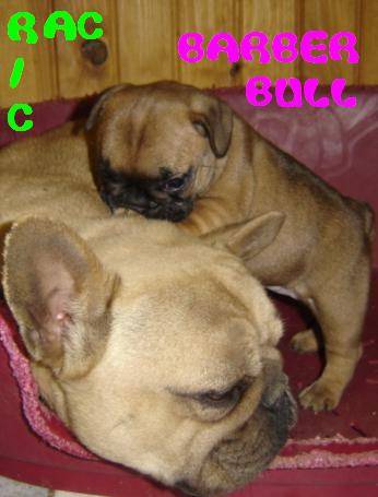 RIC RAC - bouledogue francais - Bouledogue Français