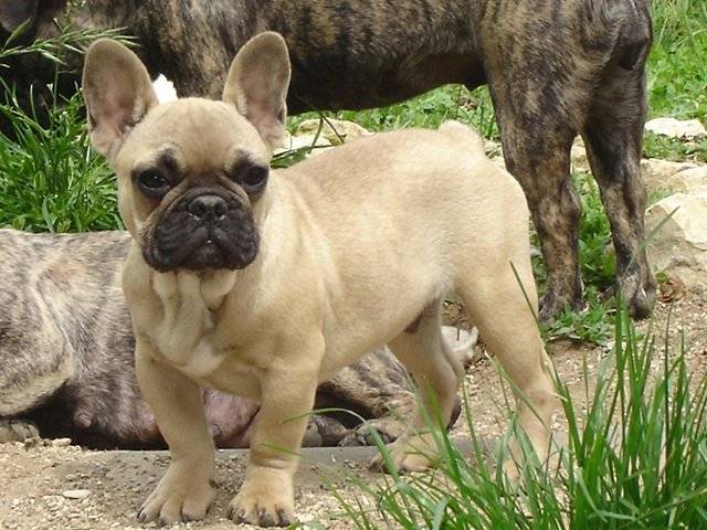 bambou bull de sabres - bouledogue francais - Bouledogue Français
