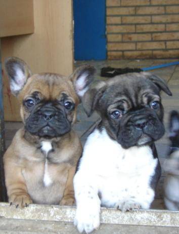 barber et bloozer bull de sabres - bouledogue francais - Bouledogue Français