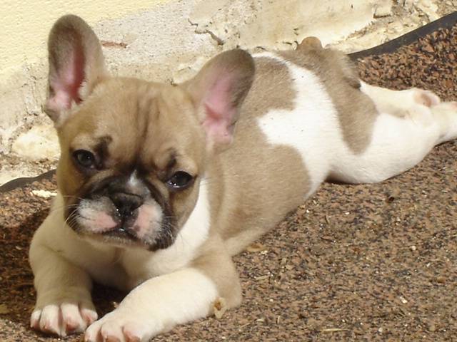 bootch bull de sabres - bouledogue francais - Bouledogue Français