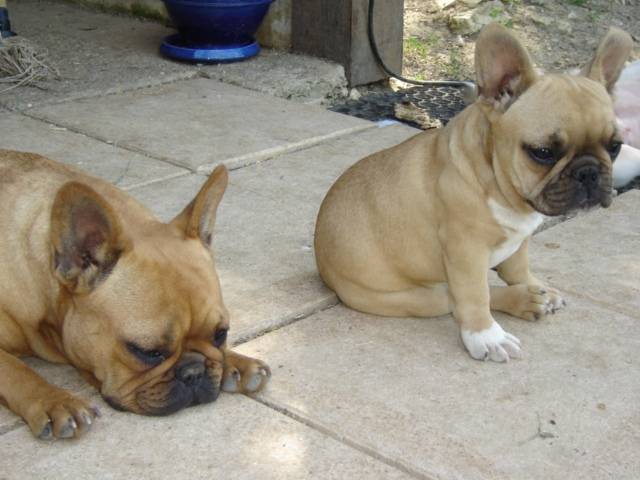 besley bull de sabres - bouledogue francais - Bouledogue Français