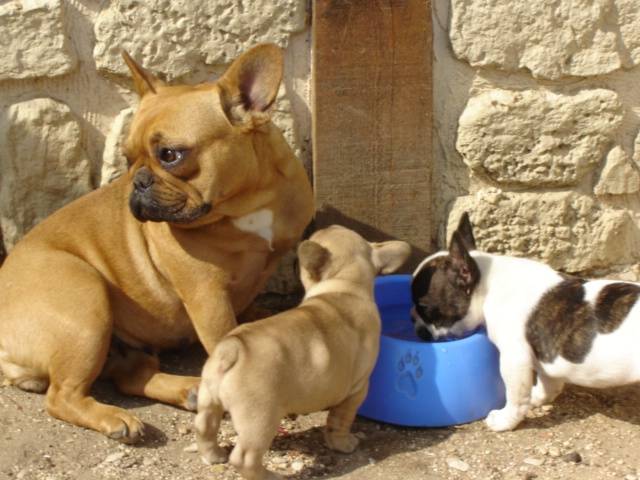 vvoodoo bull de sabres - bouledogue francais - Bouledogue Français