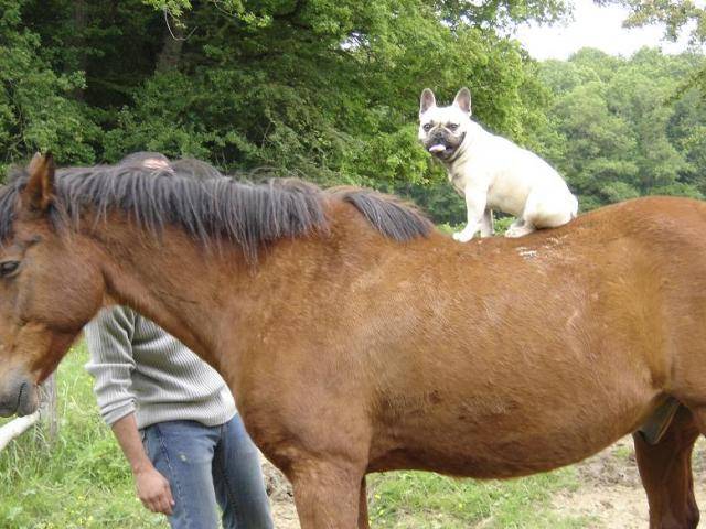 arthur bull de sabres - bouledogue francais - Bouledogue Français