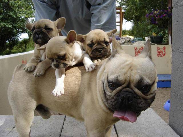 arthur bull de sabres - bouledogue francais - Bouledogue Français