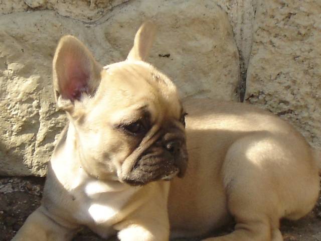 brésilya bull de sabres - bouledogue francais - Bouledogue Français