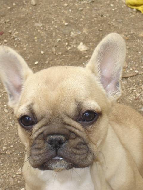 bresilya bull de sabres - bouledogue francais - Bouledogue Français