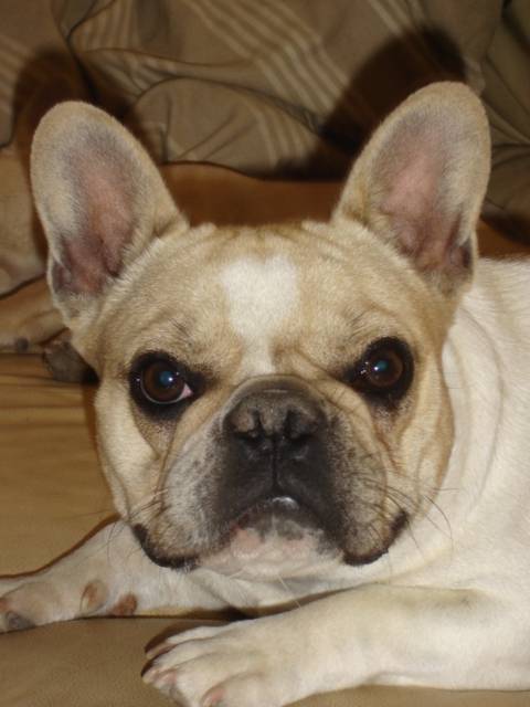AMEL ALTAI BULL DE SABRES - bouledogue francais - Bouledogue Français