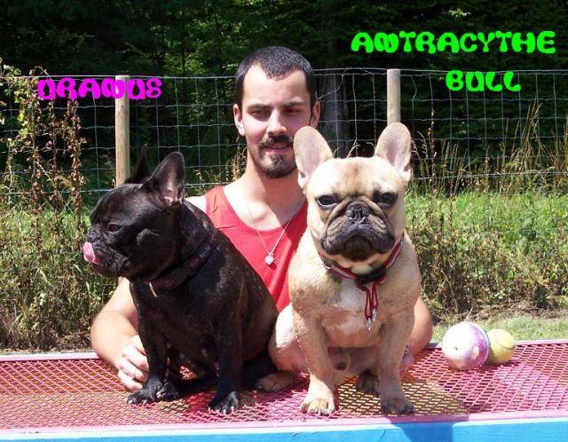antracythe bull de sabres - bouledogue francais - Bouledogue Français