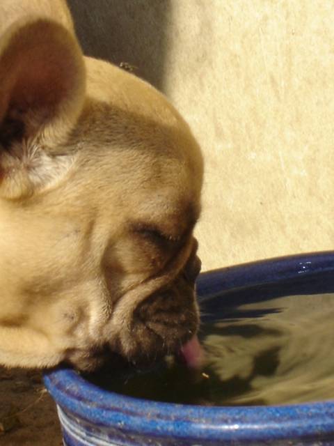 besley bull de sabres - bouledogue francais - Bouledogue Français
