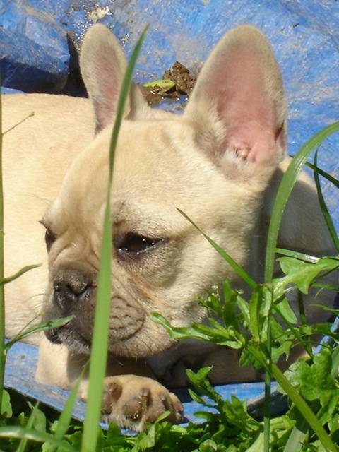 boothya bull de sabres - bouledogue francais - Bouledogue Français