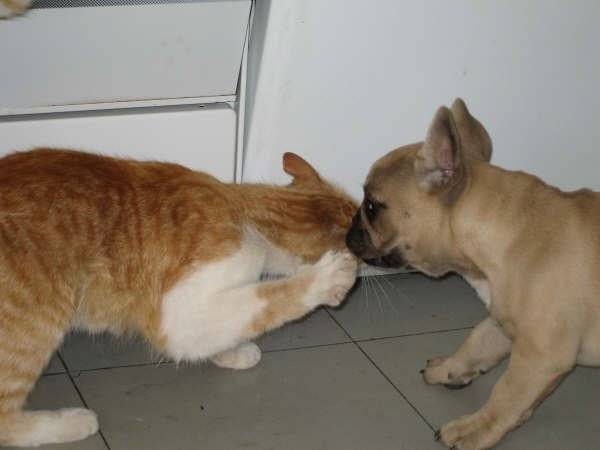 beckett bull de sabres - bouledogue francais - Bouledogue Français