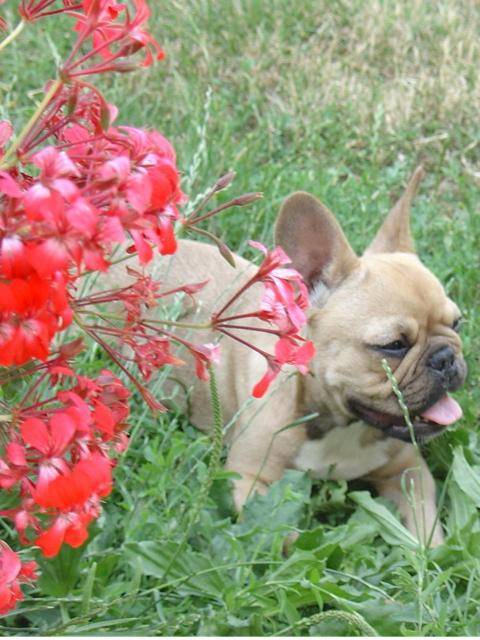 bounty bull de sabres - bouledogue francais - Bouledogue Français