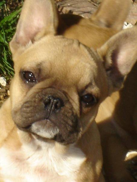 besley bull de sabres - bouledogue francais - Bouledogue Français