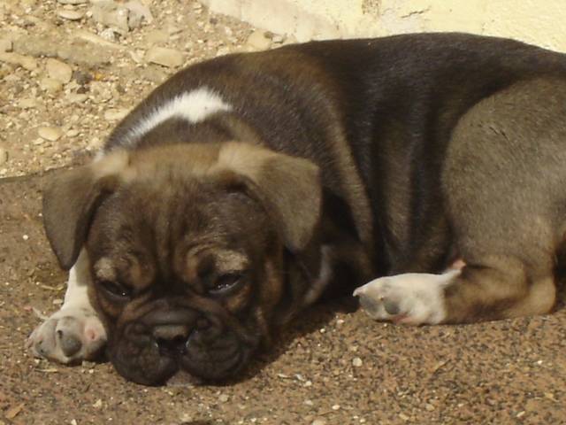 BOB BULL DE SABRES - bouledogue francais - Bouledogue Français