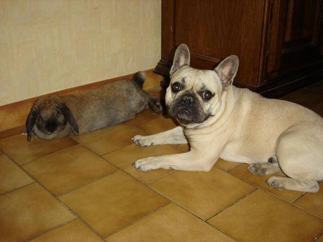 arthur bull de sabres - bouledogue francais - Bouledogue Français