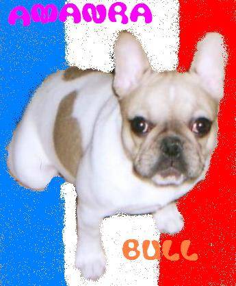 AMANRA BULL DE SABRES - bouledogue francais - Bouledogue Français