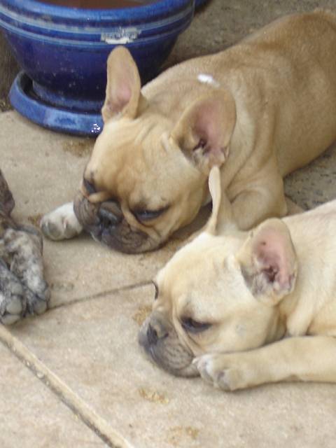 besley et boothya bull de sabres - bouledogue francais - Bouledogue Français