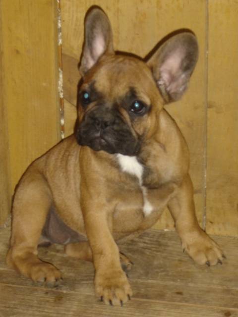 barber bull de sabres - bouledogue francais - Bouledogue Français
