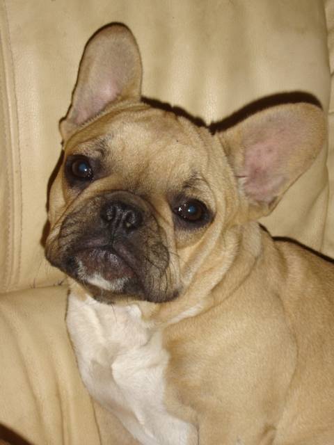 besley bull de sabres - bouledogue francais - Bouledogue Français