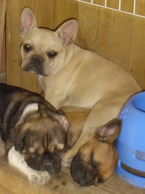 boothya bob barber bull de sabres - bouledogue francais - Bouledogue Français